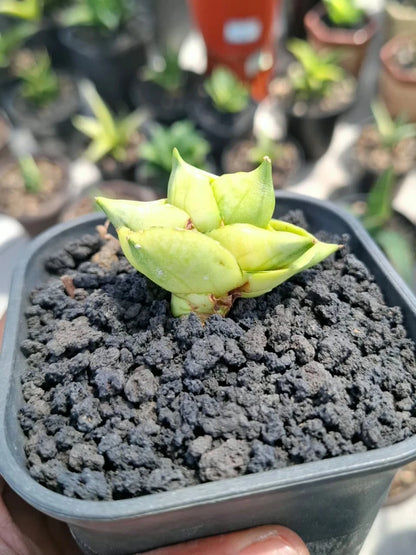 Sansevieria 'BNC' Variegated - Rare Tropical Snake Plant