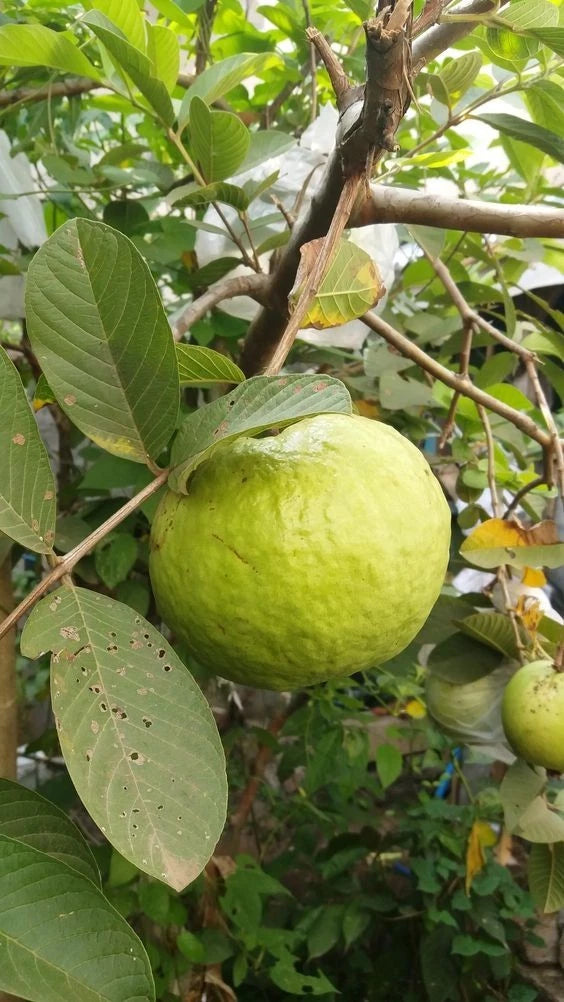 White Guava Seeds 250+ pcs (Psidium guajava 'Crystal') – Premium Certified Crystal White Guava Fruit Tree Plant Seeds for Planting