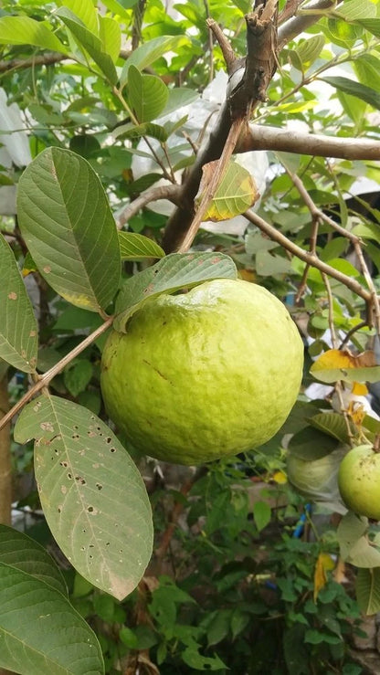 White Guava Seeds 250+ pcs (Psidium guajava 'Crystal') – Premium Certified Crystal White Guava Fruit Tree Plant Seeds for Planting