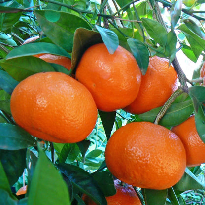 Mandarin Orange Seeds (Citrus reticulata) – Certified Heirloom Citrus Fruit Crop Seeds for Planting