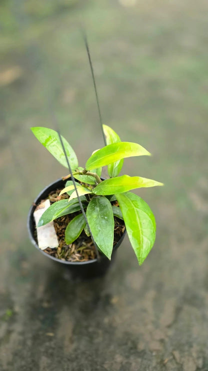 Hoya 'Little Tail' (Hybrid) – Rare Tropical Collector’s Wax Plant