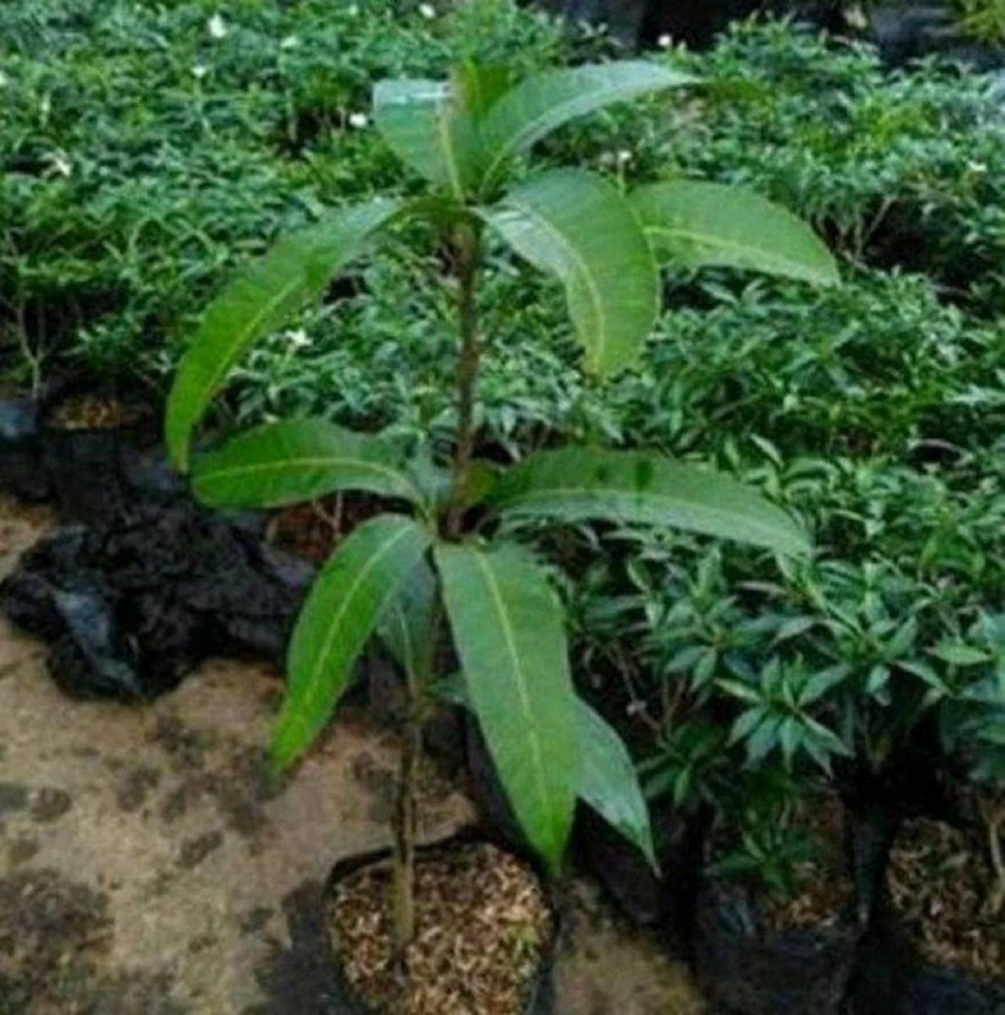 Premium Grafted Indramayu Mango Seedling - Sweet Tropical Fruit Fast Fruiting Plant