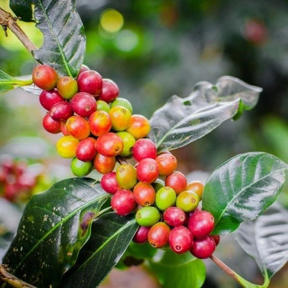 Bourbon Mayaguez (BMJ) Coffee Seeds (Coffea arabica var. Bourbon Mayaguez) – Rare High-Performance Selection Specialty Coffee Beans for Planting and Cultivation