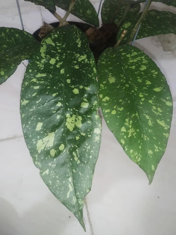 Rare 'Aceh Honey Dew' Hoya (Hoya sp. Aceh 'Honey Dew') – Elite Tropical Epiphyte Specimen (Collectors Quality)