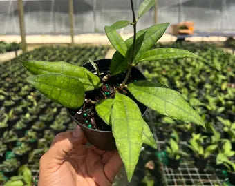 Hoya Finlaysonii Panggha Silver Rare Wax Plant | Tropical Indoor Outdoor Hoya | Collector Houseplant