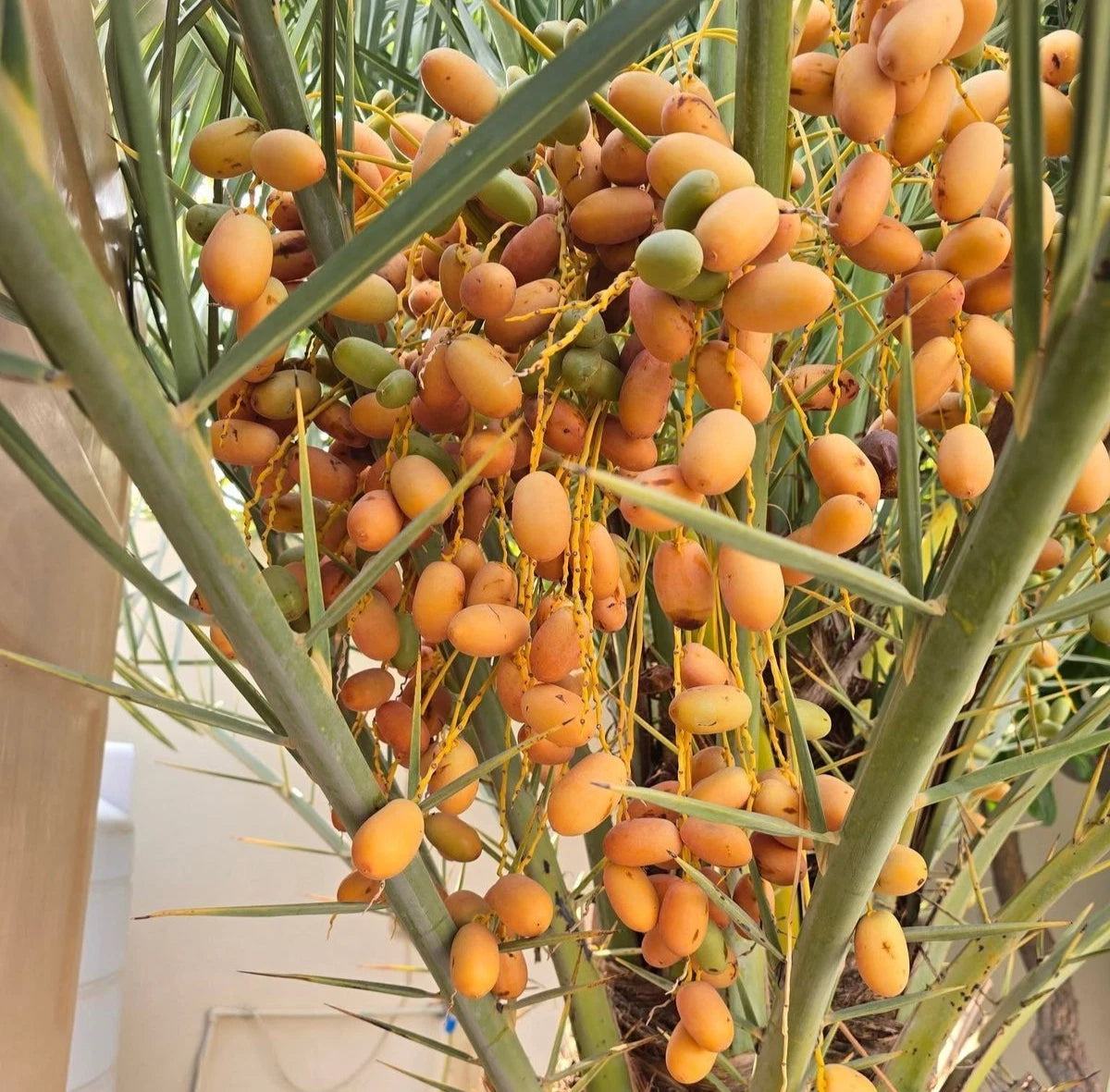 Safawi Date Palm Seeds (Phoenix dactylifera 'Safawi') – 35 pcs Premium Fresh Rare Sweet Safawi Date Seeds