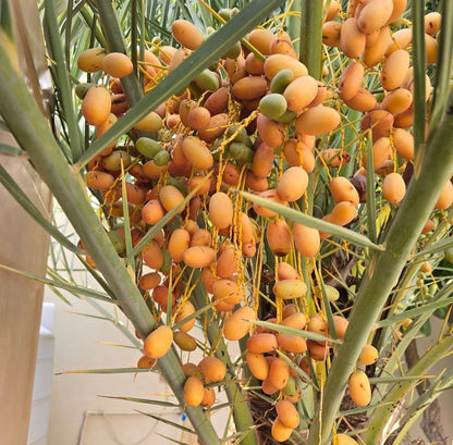 Safawi Date Palm Seeds (Phoenix dactylifera 'Safawi') – 35 pcs Premium Fresh Rare Sweet Safawi Date Seeds