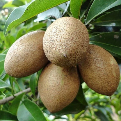 Nang Klang Wan Sapodilla Seeds (Manilkara zapota 'Nang Klang Wan') – 35 Premium Fresh Rare Sweet Thai Sapodilla Seeds
