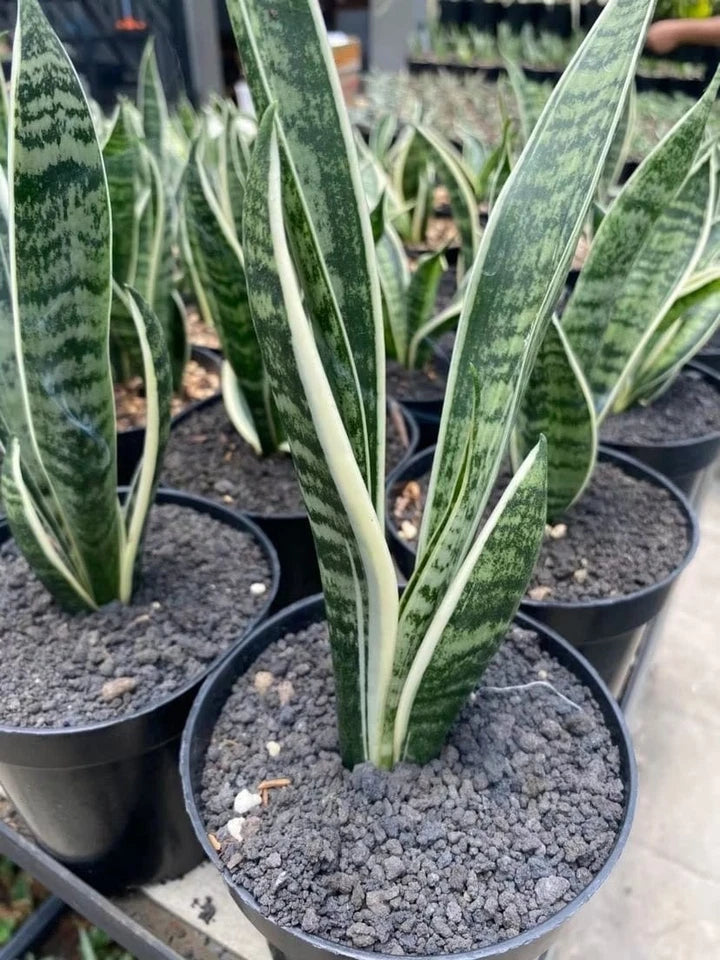 Sansevieria White Twisty Rare Snake Plant | Variegated Tropical Houseplant | Collector Sansevieria