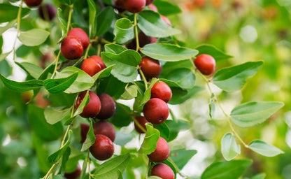 120+ Red Jujube Putsa Apple Seeds (Ziziphus jujuba) – Premium High-Yield Chinese Red Date & Jujuba Fruit Plant Seeds for Planting