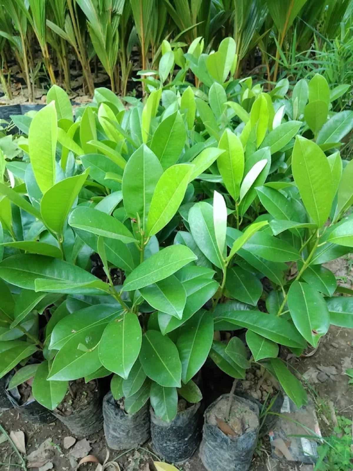 Grafted 'Kraton' Sapodilla (Sawo) – Premium Tropical Fruit Tree