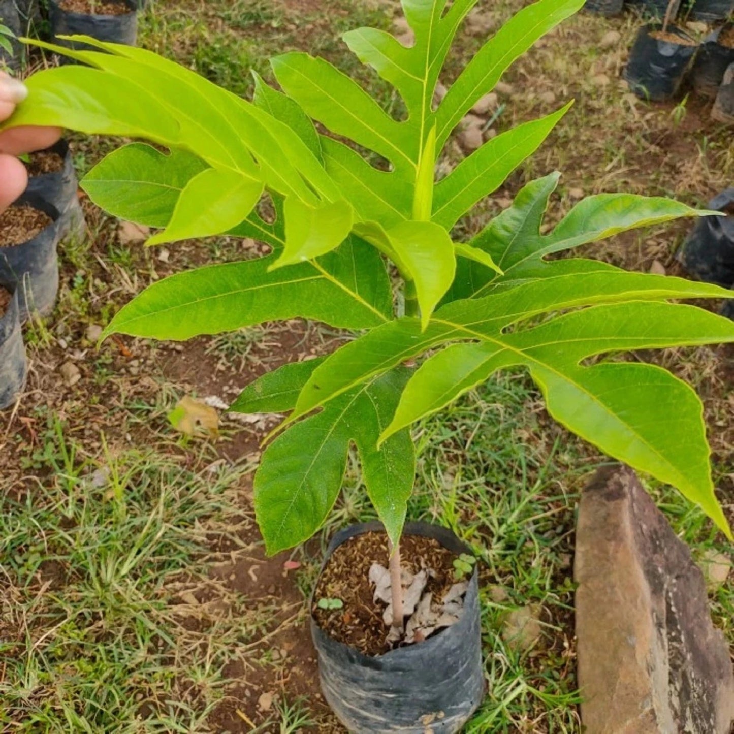 Grafted Breadfruit Tree - Fast-Growing & Early-Bearing Tropical Fruit Plant