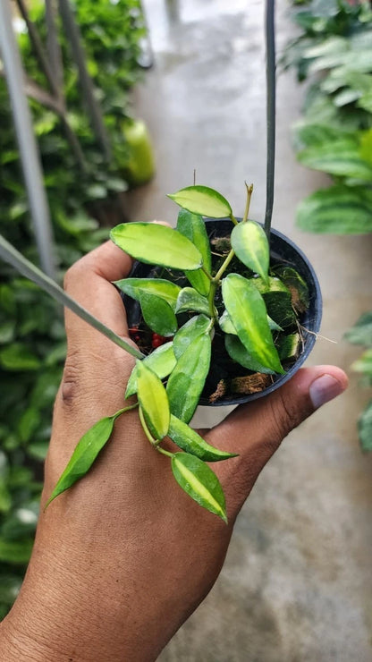 Hoya Lacunosa Agni – Rare Tropical Indoor Outdoor Wax Plant Certified Live Specimen for Planting