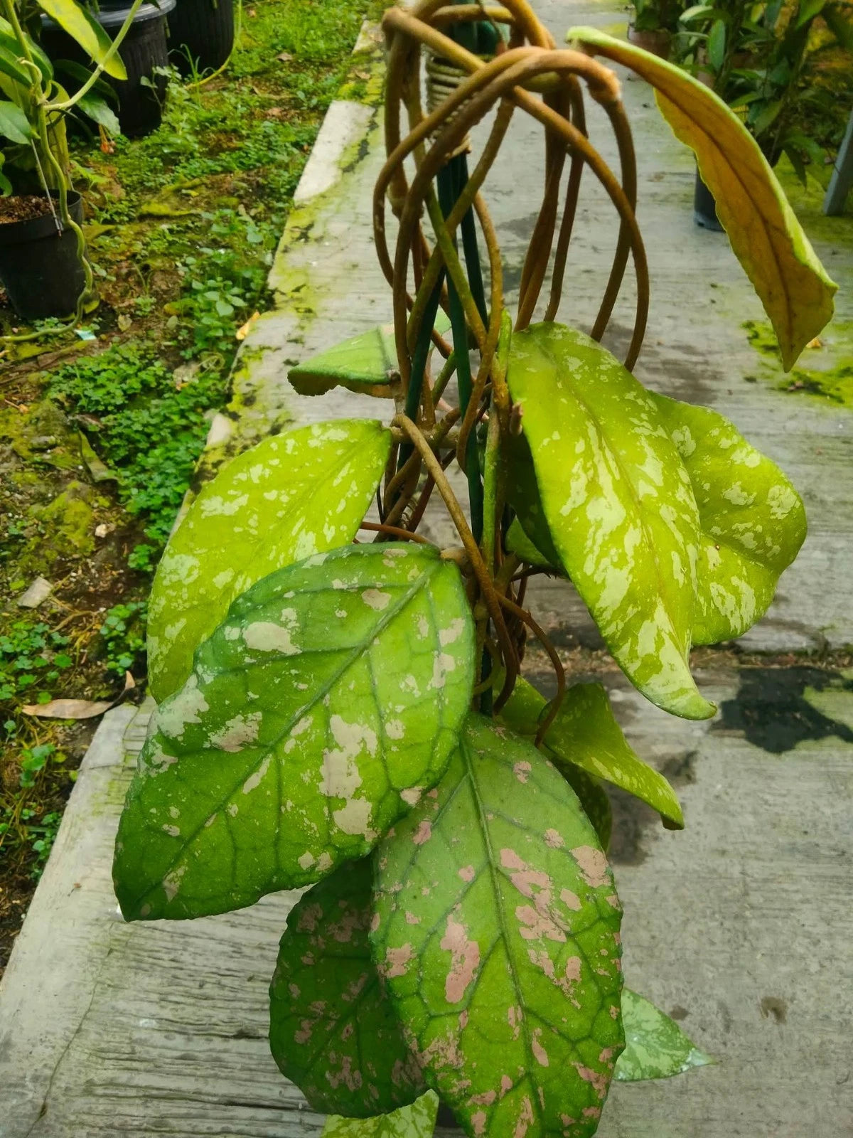 Hoya sp. Aceh Rice Splash - Rare & Unique Tropical Wax Plant