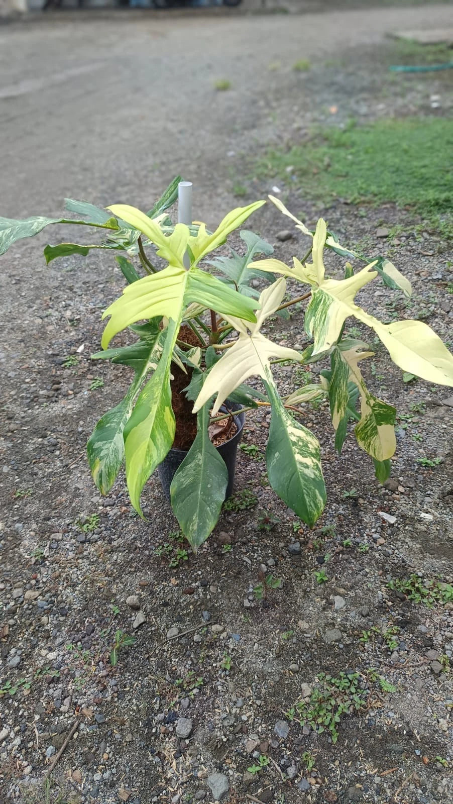 Philodendron 'Florida Beauty' (Variegated) – Rare Tropical Collector’s Aroid