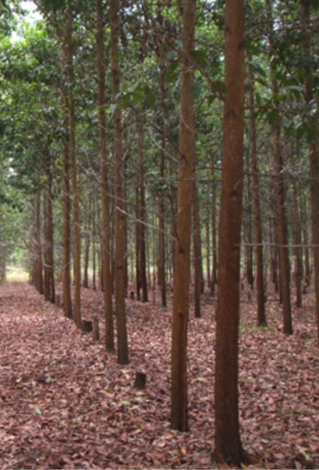 100++ Superior Acacia Seeds (Acacia mangium / Brown Salewood / Mangium) – Premium Fast-Growing Timber & Reforestation Tree Seeds for Planting