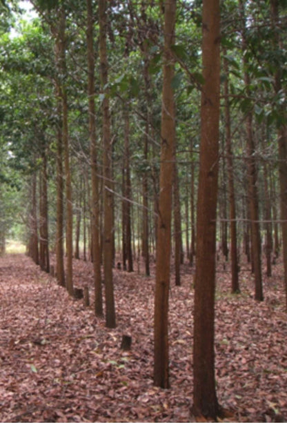 100++ Superior Acacia Seeds (Acacia mangium / Brown Salewood / Mangium) – Premium Fast-Growing Timber & Reforestation Tree Seeds for Planting
