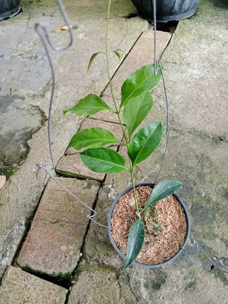 Rare Hoya Unirana - Premium Exotic Tropical Wax Plant Collector's Ivy