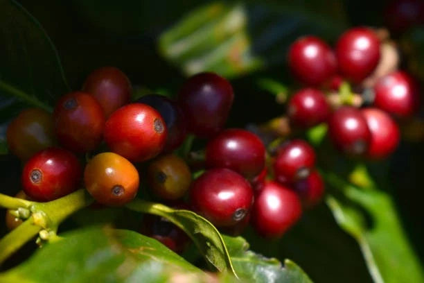 Premium Maragogipe Coffee Seeds (Coffea arabica var. Maragogipe) – Elephant Bean Coffee Seeds for Planting (300+ Pcs)