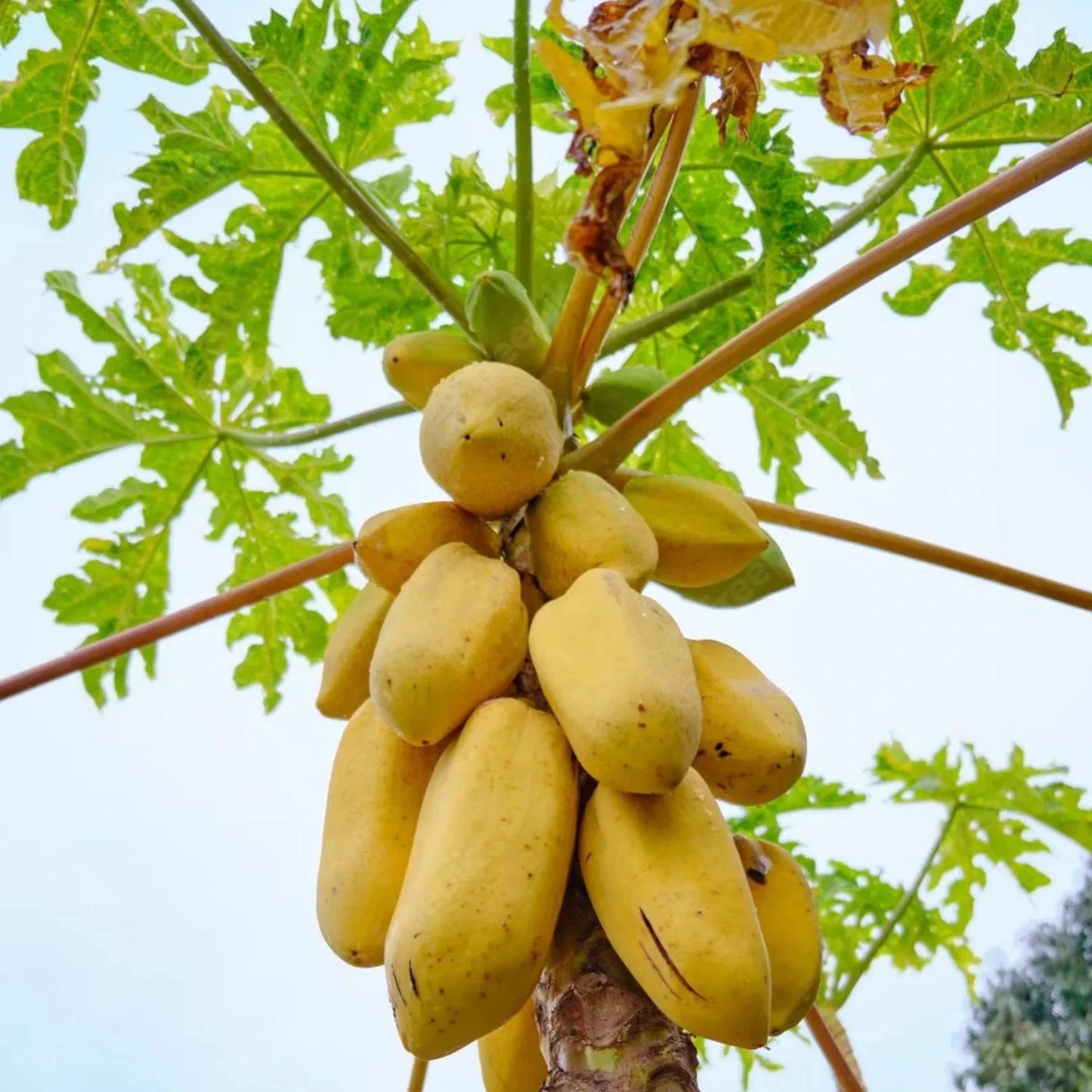 Premium Golden King Papaya Seeds (Carica papaya var. Golden King) – Sweet Orange Tropical Fruit Seeds for Planting (150+ Pcs)