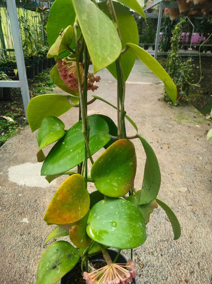 Hoya Glabra - Rare & Glossy Tropical Wax Plant