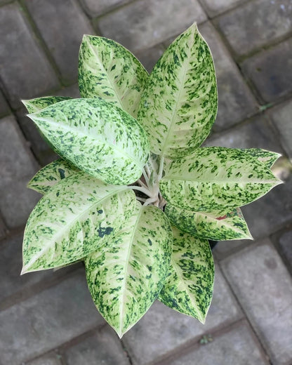 Aglaonema 'Big Roy White' - Majestic & Unique Tropical Houseplant