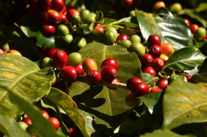 Premium S288 Coffee Seeds (Coffea arabica x Coffea liberica) – Exotic Coffee Bean Seeds for Planting (300+ Pcs)