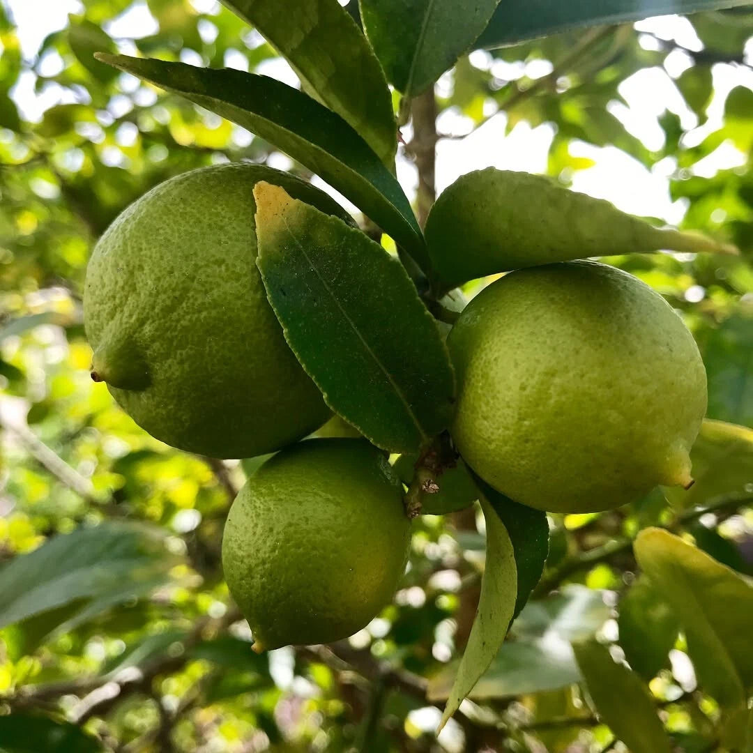 Mexican Key Lime Seeds (Citrus aurantiifolia) – 1000++ Bulk Premium Citrus Seeds