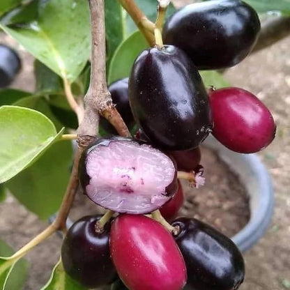 Grafted Java Plum (Juwet/Jamblang) Seedling – Premium Tropical Fruit Tree