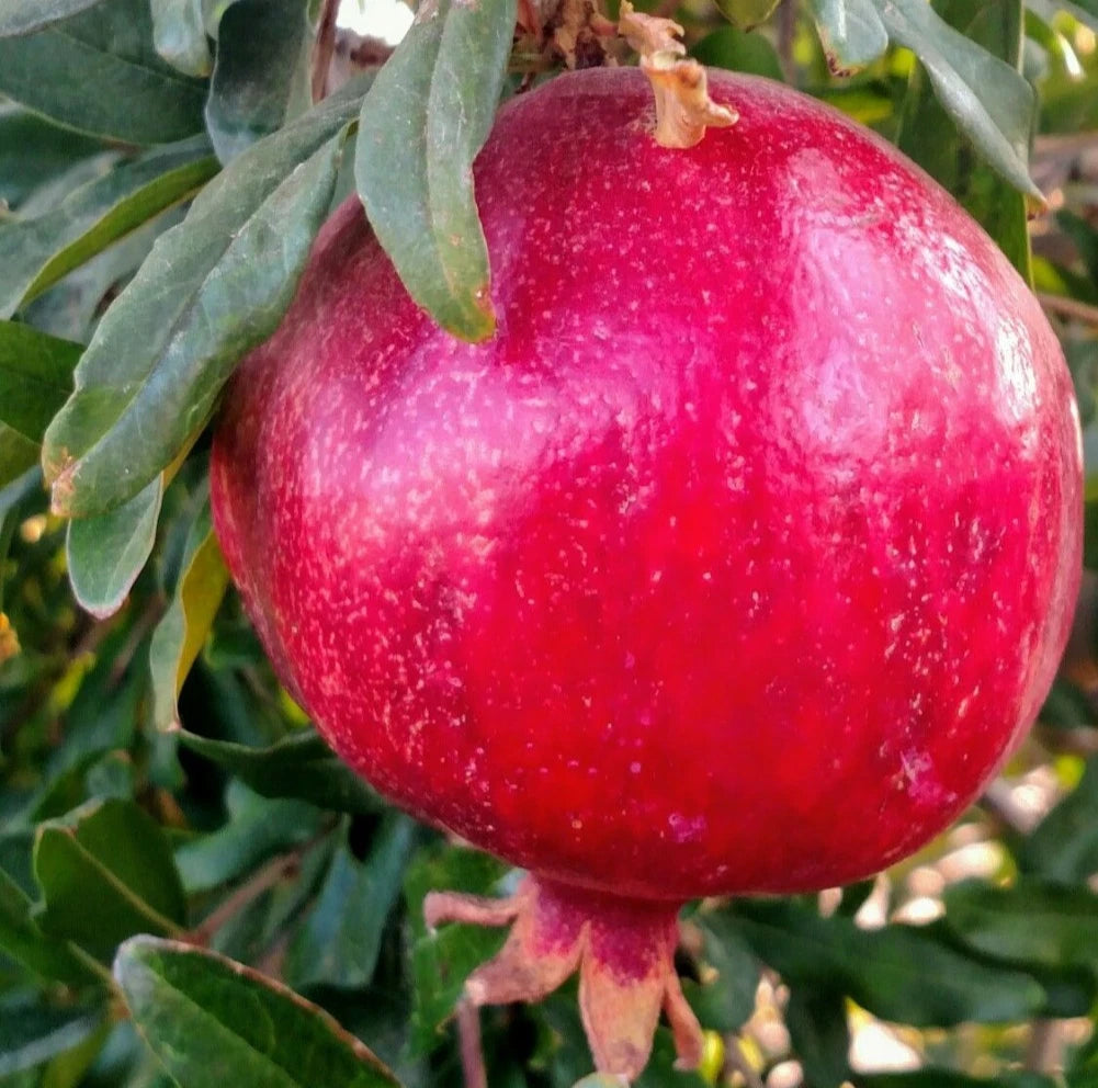 Rumi Pomegranate Seeds (Punica granatum) – 100 Premium Grenadine Seeds