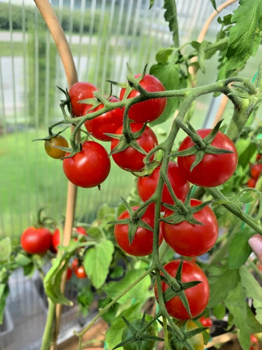 40+ Cherry Tomato Seeds (Solanum lycopersicum) – Bundling 4 Cultivar Garden Package Certified Heirloom Vegetable Seeds for Planting