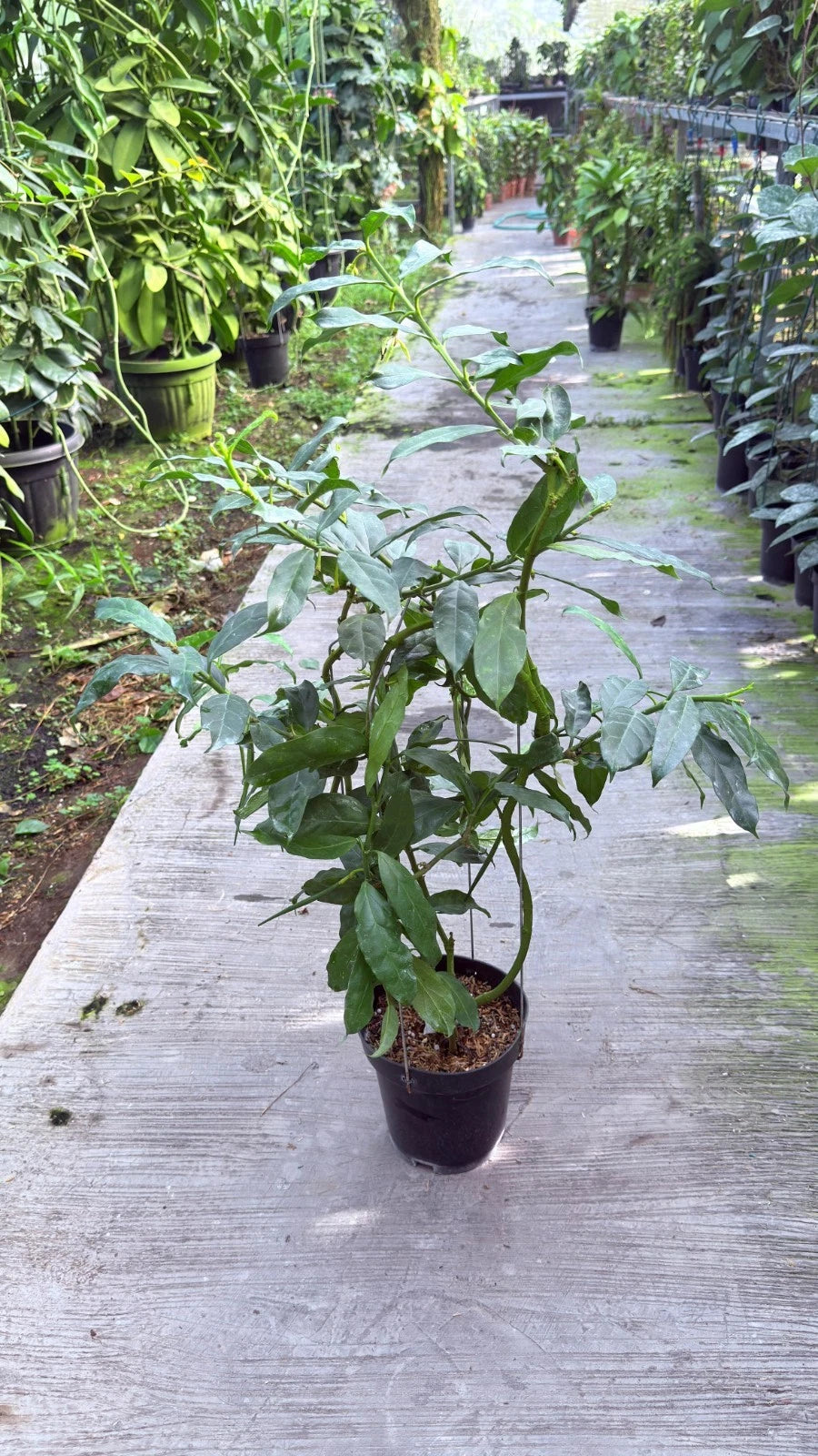 Large Hoya Decipulae Specimen - Rare Tropical Blooming Wax Plant