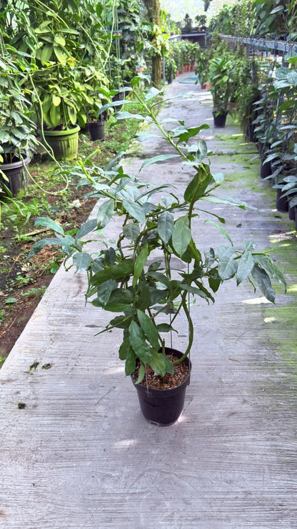 Large Hoya Decipulae Specimen - Rare Tropical Blooming Wax Plant