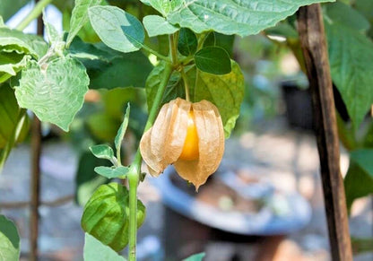 Extra Sweet Yellow Big Physalis Ciplukan 250++ Seeds (Physalis peruviana) – Golden Berry Fruit Seeds for Planting