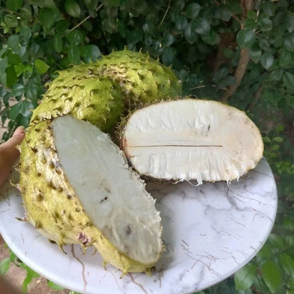 Sweet Ratu Soursop Seeds (Annona muricata var. Ratu) – Premium Creamy Tropical Guanabana Fruit Tree Seeds for Planting (100 Pcs)