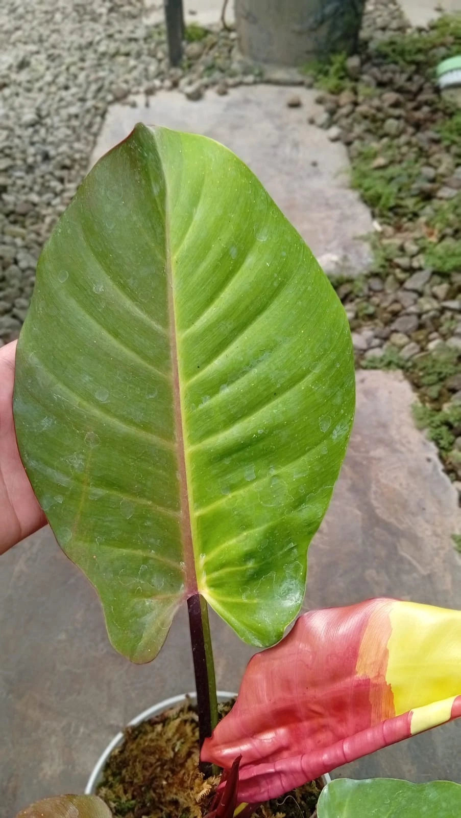 Philodendron 'Red Blood Moon' - Rare & Dramatic Tropical Collector's Plant