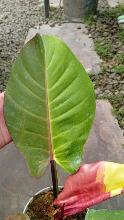 Philodendron 'Red Blood Moon' - Rare & Dramatic Tropical Collector's Plant