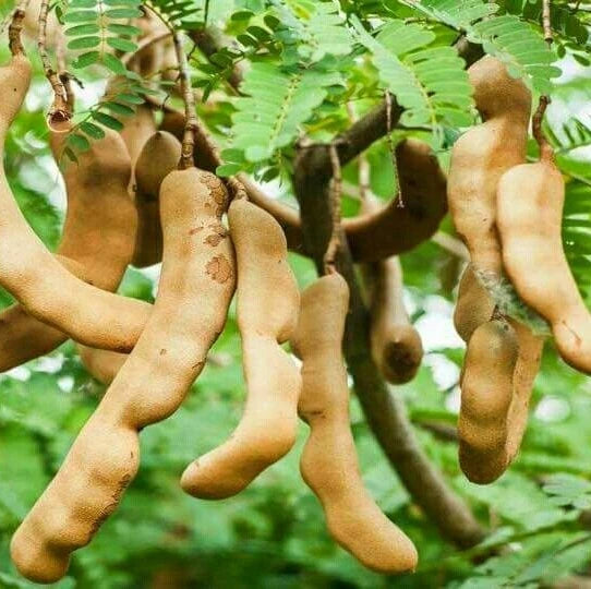 Java Tamarind Seeds 100 pcs (Tamarindus indica) - Premium Fruit Tree Indian Date Seeds
