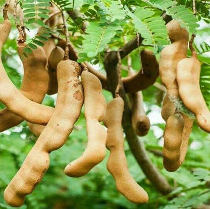 Java Tamarind Seeds 100 pcs (Tamarindus indica) - Premium Fruit Tree Indian Date Seeds