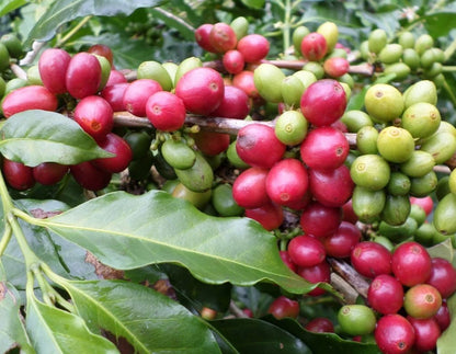 2000+ Premium Gayo Coffee Seeds (Coffea arabica var. Gayo) – Certified Heirloom Sumatran Coffee Bean Plant Seeds for Planting