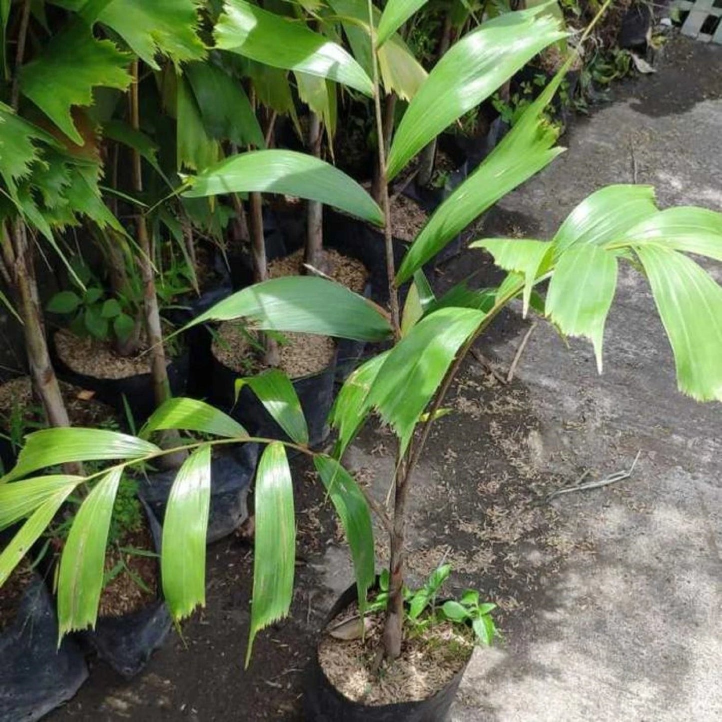 Foxtail Palm (Wodyetia bifurcata) - Elegant Tropical Ornamental Palm
