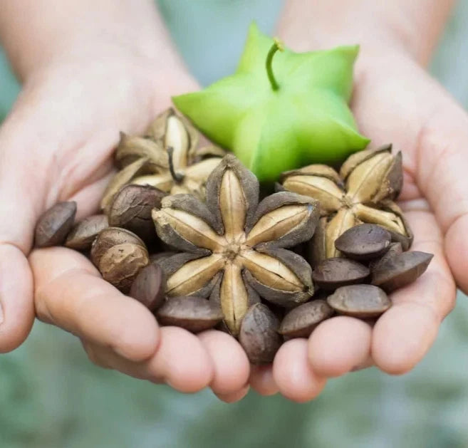 Sacha Inchi Nut Seeds (Plukenetia volubilis) – Premium Omega-Rich Inca Peanut Jungle Vine Seeds for Planting (50+ Pcs)