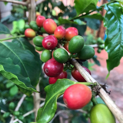 120+ Rume Sudan Coffee Seeds (Coffea sp. / Rare African Heirloom Arabica Coffee Cultivar Bean Seeds) – Premium Botanical Specimen Plant Seeds for Planting