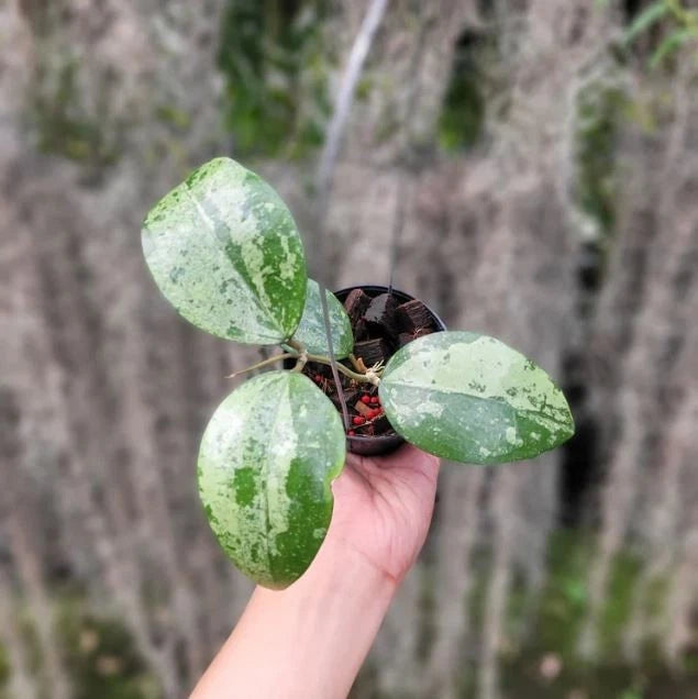 Premium Hoya Verticillata Silver Leaf Live Plant (Hoya verticillata 'Silver') – Rare Tropical Wax Plant Specimen with Metallic Foliage for Indoor & Outdoor Display
