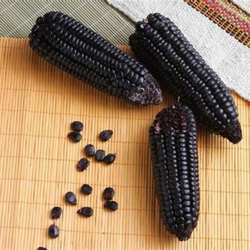 Black Waxy Corn (Zea mays var. ceratina) – 250+ Premium Glutinous Seeds