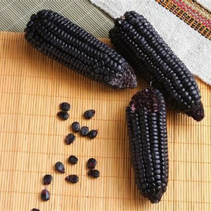 Black Waxy Corn (Zea mays var. ceratina) – 250+ Premium Glutinous Seeds