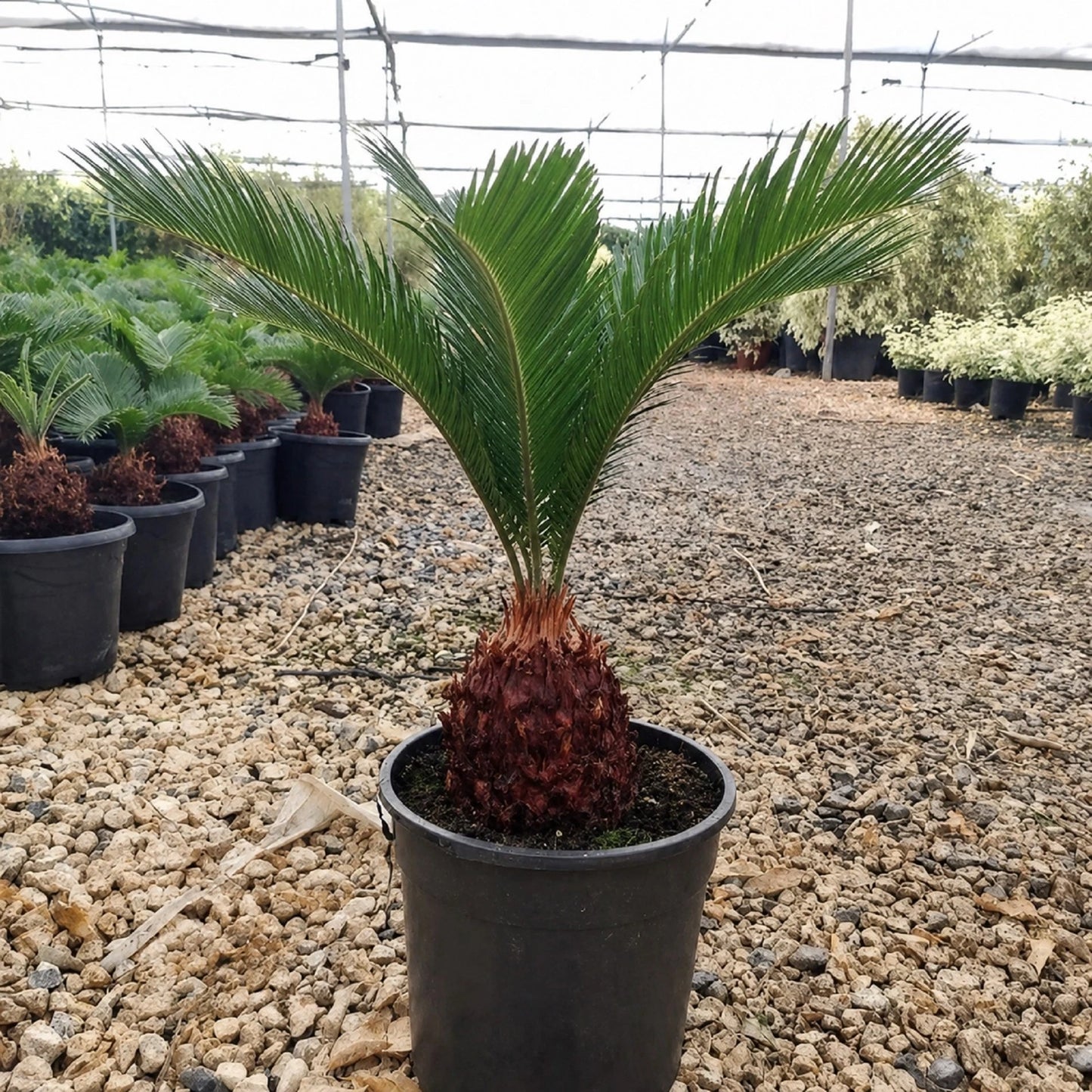 Sago Palm (Cycas revoluta) - Classic Tropical Architectural Plant