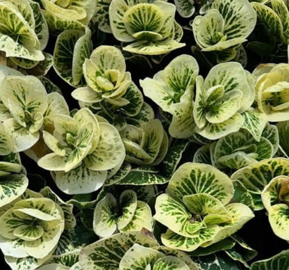 Codiaeum 'Croton Apple Moonlight' - Rare Tropical Foliage Specimen