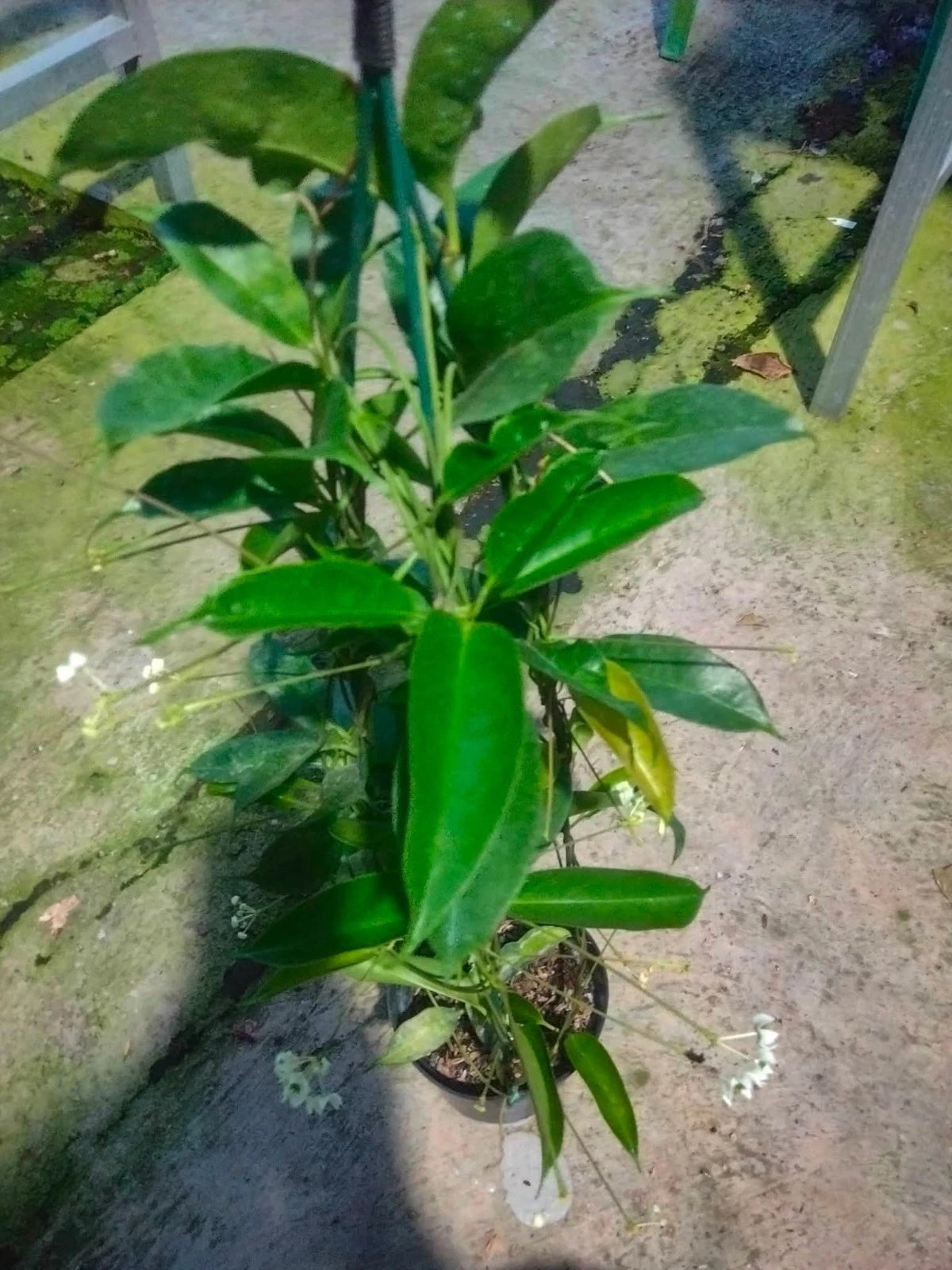 Hoya Chloroleuca - Elegant & Rare Tropical Wax Plant