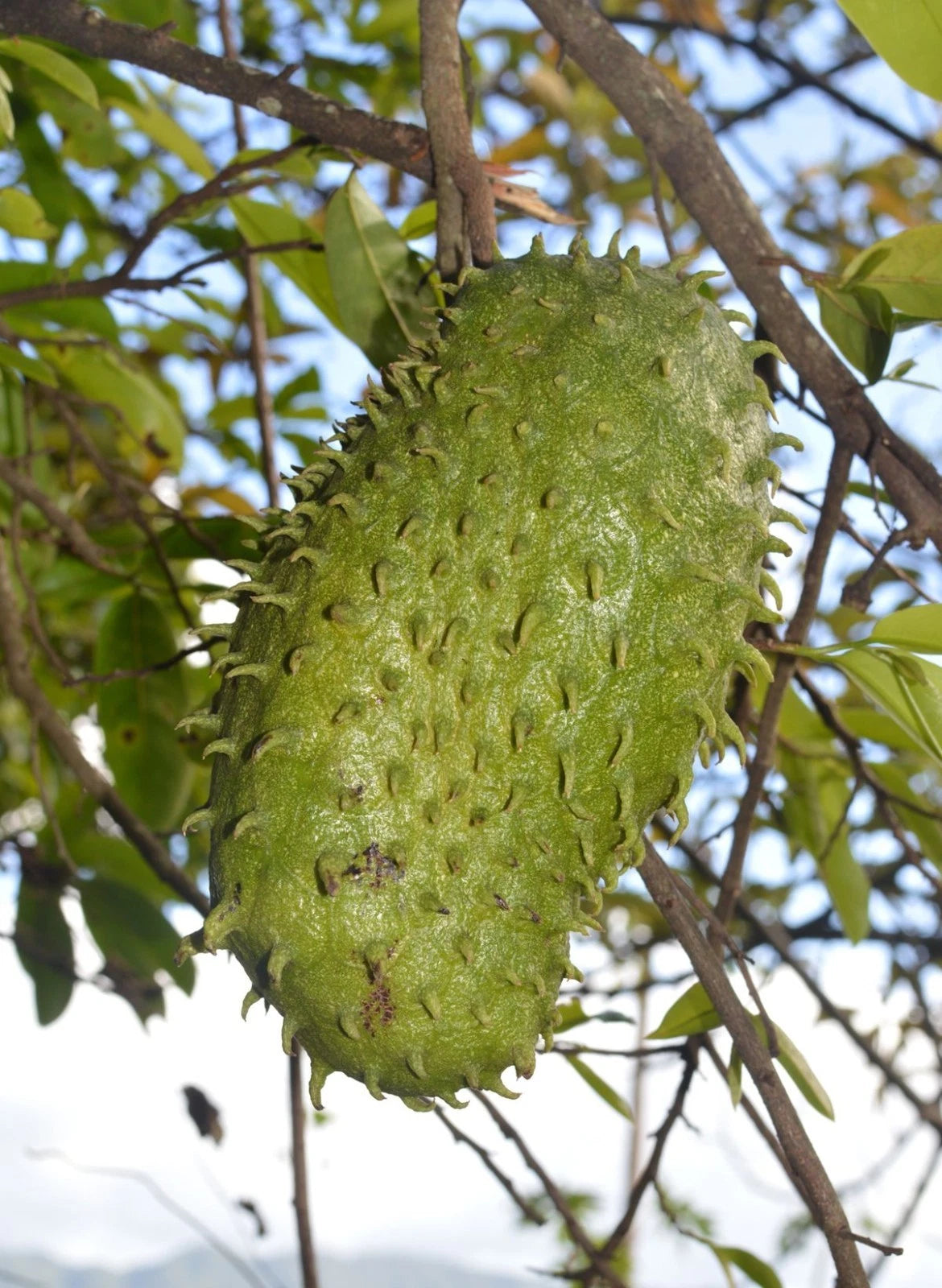 Bulk Brazilian Sweet Soursop Seeds (Annona muricata) – 100+ Premium Fresh Rare Gourmet Low-Acid Sweet Graviola Seeds for Planting